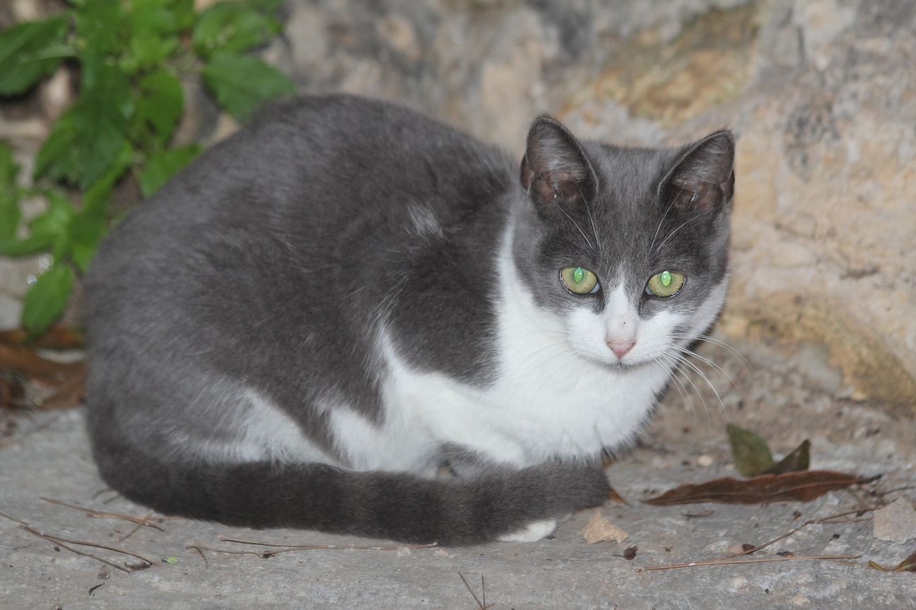 T - Kitten White Grey Head