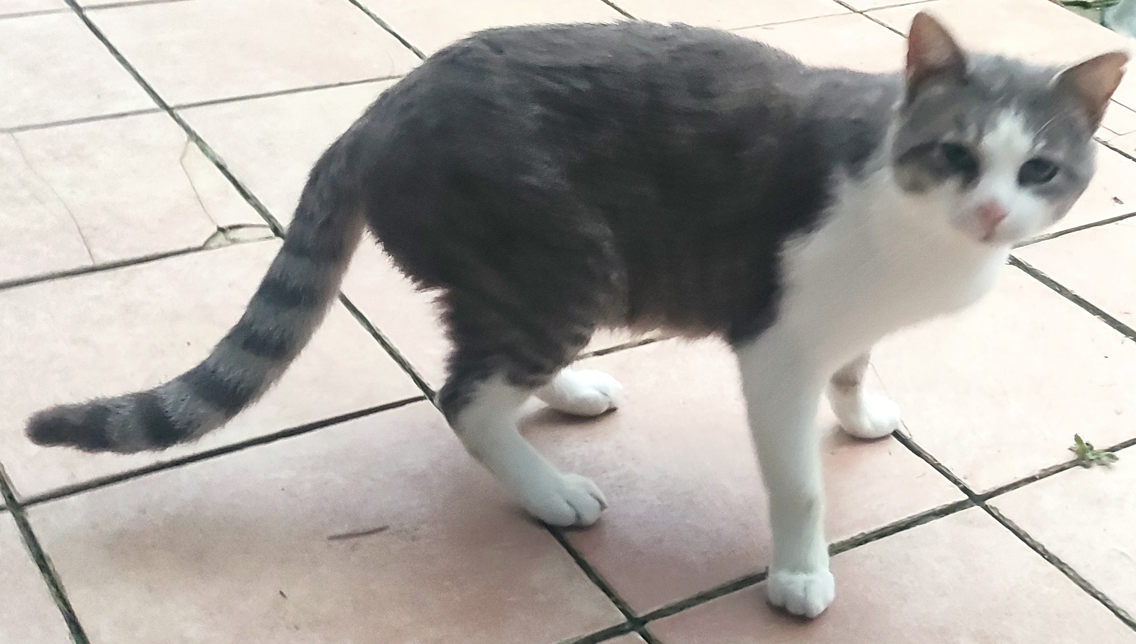AB - GREY WHITE ADULT like kitten