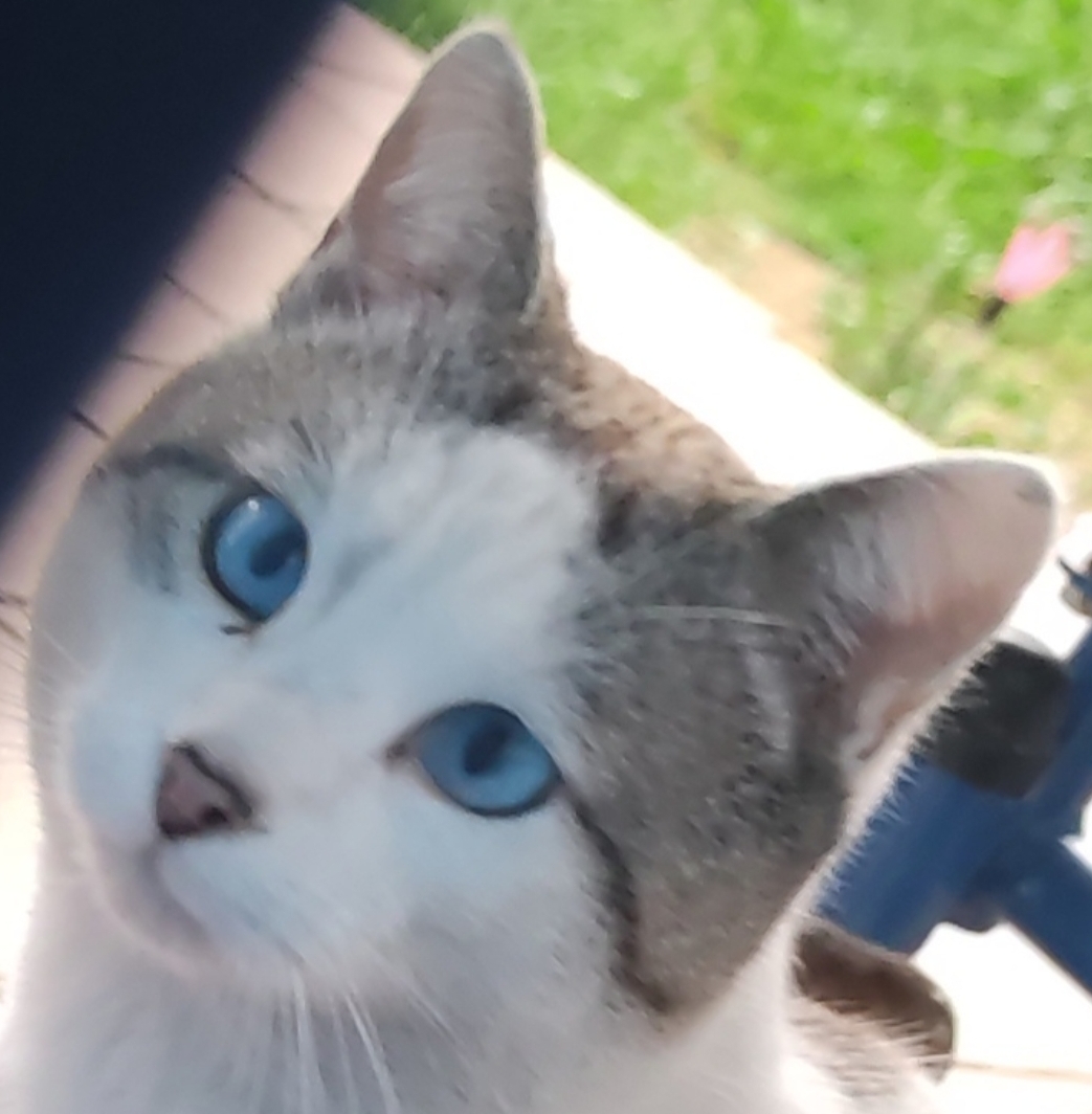 U - White Light Grey Head Blueyes