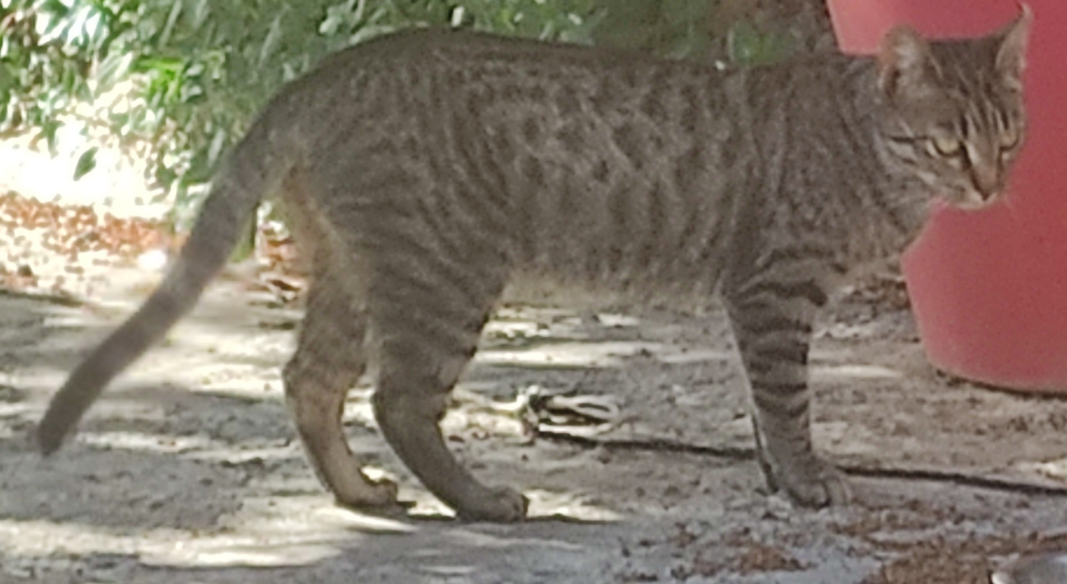 A - Tabby 2 Small TOBY